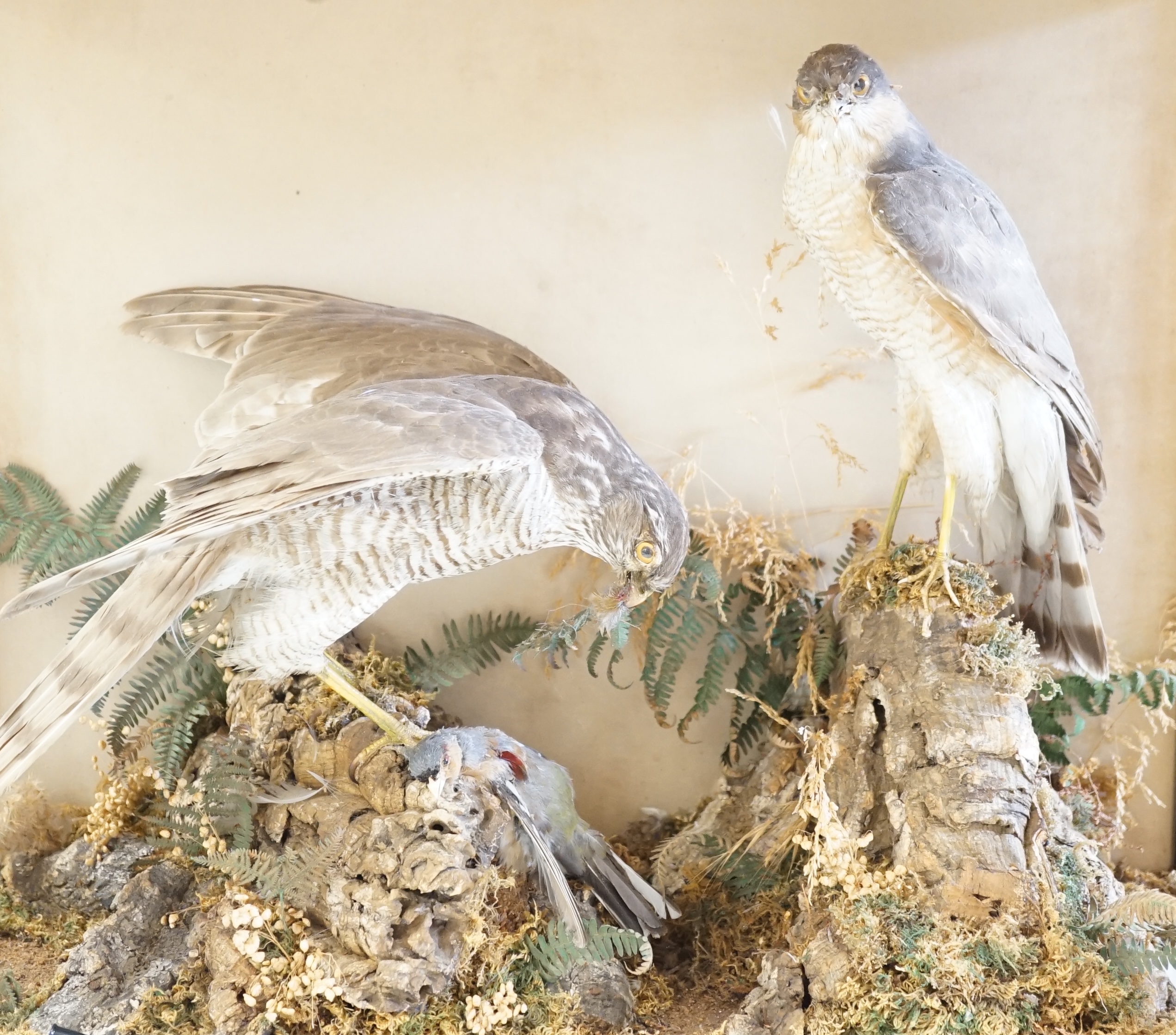 A taxidermist sparrowhawk and chaffinch